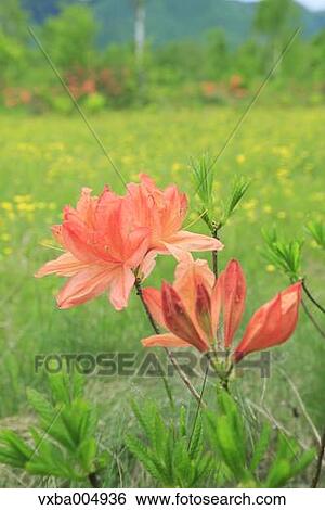 Stock Photograph - Nagano Prefecture, Japan. Fotosearch
