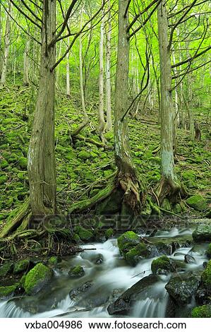 Nagano Prefecture, Japan View Large Photo Image Stock Photograph - Nagano Prefecture, Japan. Fotosearch