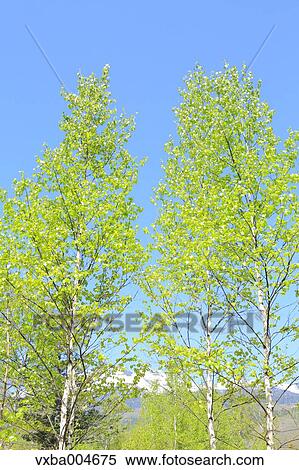 Stock Photography - Nagano Prefecture, Japan. Fotosearch