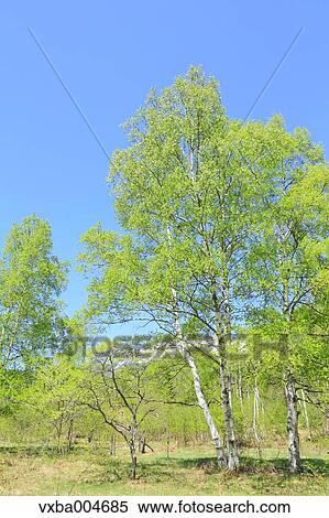 Nagano Prefecture, Japan View Large Photo Image Stock Photography - Nagano Prefecture, Japan. Fotosearch