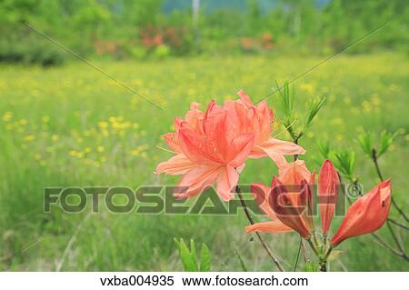 Nagano Prefecture, Japan View Large Photo Image Stock Photography - Nagano Prefecture, Japan. Fotosearch