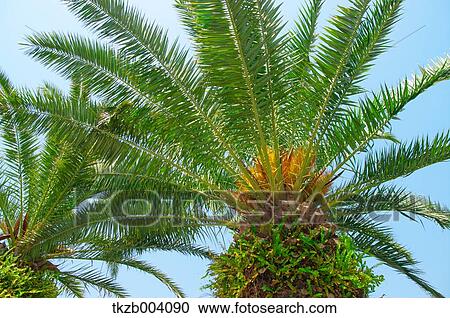Palm trees and sky View Large Photo Image Stock Image - Palm trees and sky. Fotosearch