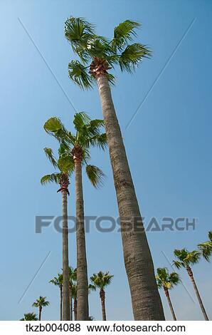 Palm trees and sky View Large Photo Image Stock Photo - Palm trees and sky. Fotosearch
