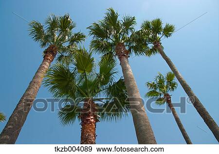 Palm trees and sky View Large Photo Image Stock Photo - Palm trees and sky. Fotosearch