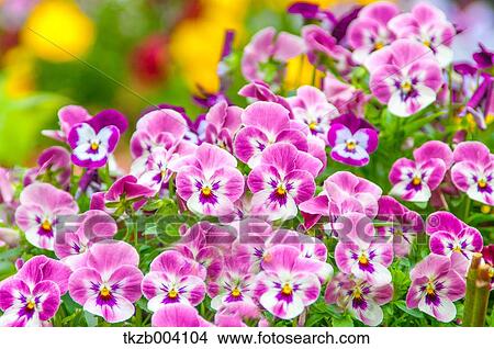 Pansy flowers View Large Photo Image Picture - Pansy flowers. Fotosearch