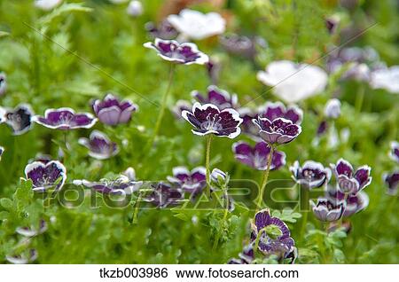 Pansy flowers View Large Photo Image Stock Photograph - Pansy flowers. Fotosearch