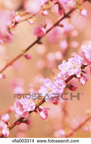 Peach blossoms View Large Photo Image Picture - Peach blossoms. Fotosearch