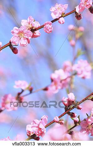 Peach blossoms View Large Photo Image Stock Image - Peach blossoms. Fotosearch