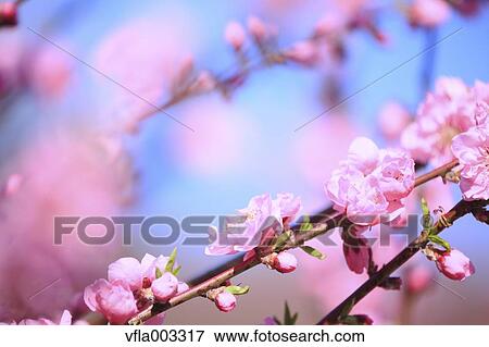 Peach blossoms View Large Photo Image Stock Photo - Peach blossoms. Fotosearch