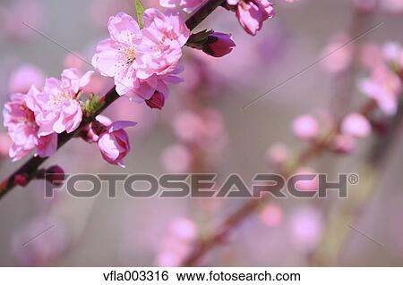 Peach blossoms View Large Photo Image Stock Photograph - Peach blossoms. Fotosearch