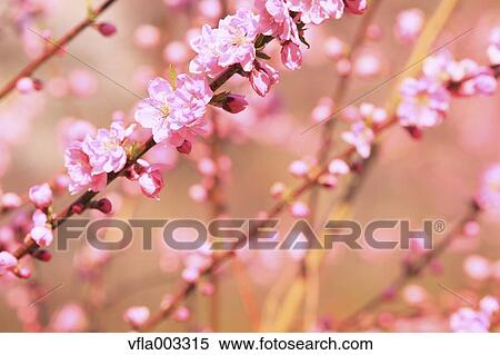 Peach blossoms View Large Photo Image Stock Photography - Peach blossoms. Fotosearch