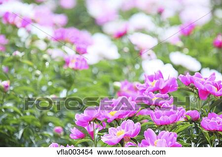Peony field View Large Photo Image Picture - Peony field. Fotosearch