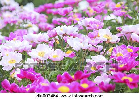 Peony field View Large Photo Image Picture - Peony field. Fotosearch