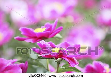 Peony field View Large Photo Image Stock Image - Peony field. Fotosearch
