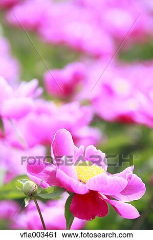 Stock Image - Peony field. Fotosearch