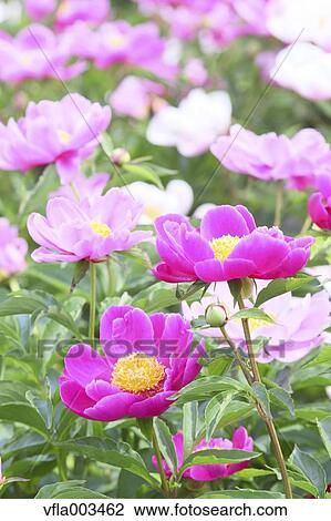 Peony field View Large Photo Image Stock Image - Peony field. Fotosearch