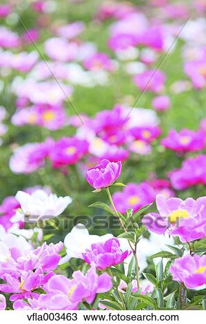 Peony field View Large Photo Image Stock Image - Peony field. Fotosearch