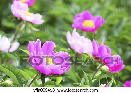 Peony field View Large Photo Image Stock Photo - Peony field. Fotosearch