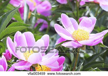 Peony field View Large Photo Image Stock Photo - Peony field. Fotosearch