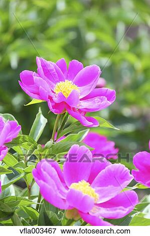 Peony field View Large Photo Image Stock Photo - Peony field. Fotosearch