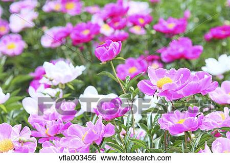 Stock Photograph - Peony field. Fotosearch