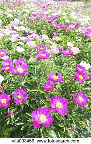 Peony field View Large Photo Image Stock Photograph - Peony field. Fotosearch