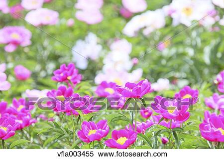 Stock Photography - Peony field. Fotosearch