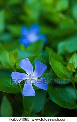 Periwinkle View Large Photo Image Stock Photography - Periwinkle. Fotosearch
