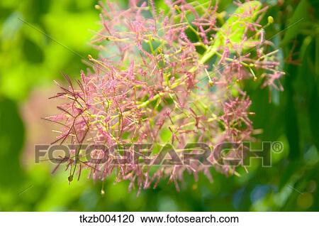 Pink flowers View Large Photo Image Stock Image - Pink flowers. Fotosearch