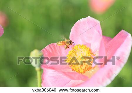 Poppy flower View Large Photo Image Stock Image - Poppy flower. Fotosearch