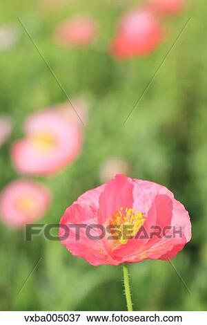 Poppy flower View Large Photo Image Stock Photo - Poppy flower. Fotosearch