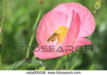 Poppy flower View Large Photo Image Stock Photo - Poppy flower. Fotosearch