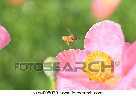 Poppy flower View Large Photo Image Stock Photo - Poppy flower. Fotosearch