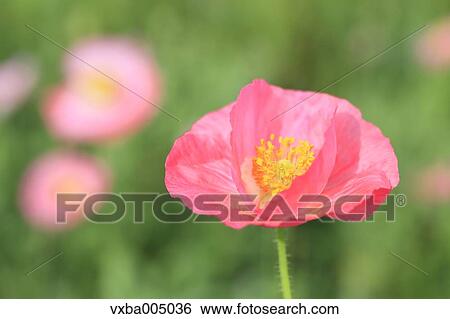 Poppy flower View Large Photo Image Stock Photograph - Poppy flower. Fotosearch