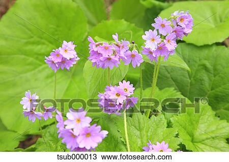 Primula Jesoana Jesoana View Large Photo Image Stock Image - Primula Jesoana Jesoana. Fotosearch