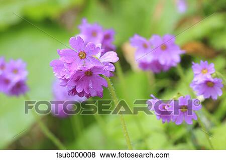 Primula Jesoana Jesoana View Large Photo Image Stock Photo - Primula Jesoana Jesoana. Fotosearch