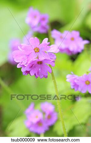 Primula Jesoana Jesoana View Large Photo Image Stock Photo - Primula Jesoana Jesoana. Fotosearch