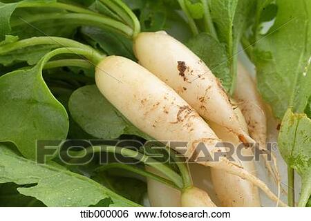 Radish View Large Photo Image Stock Photograph - Radish. Fotosearch