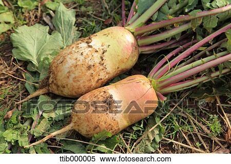 Radish View Large Photo Image Stock Photography - Radish. Fotosearch