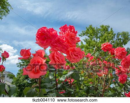 Red roses View Large Photo Image Stock Image - Red roses. Fotosearch