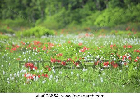 Rhododendron field View Large Photo Image Picture - Rhododendron field. Fotosearch
