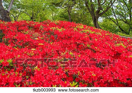 Rhododendron field View Large Photo Image Stock Image - Rhododendron field. Fotosearch
