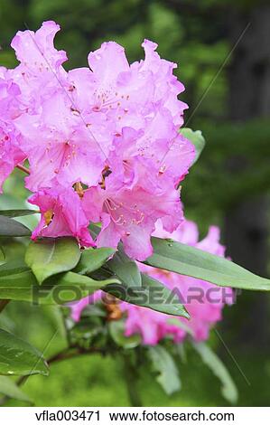 Rhododendron field View Large Photo Image Stock Image - Rhododendron field. Fotosearch