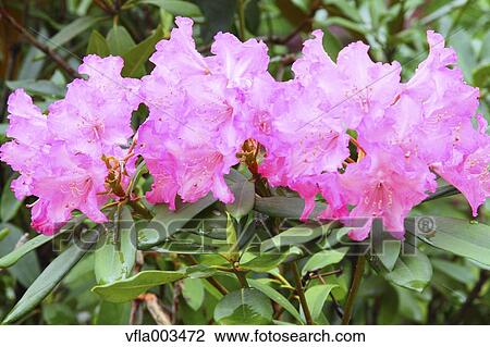 Rhododendron field View Large Photo Image Stock Image - Rhododendron field. Fotosearch
