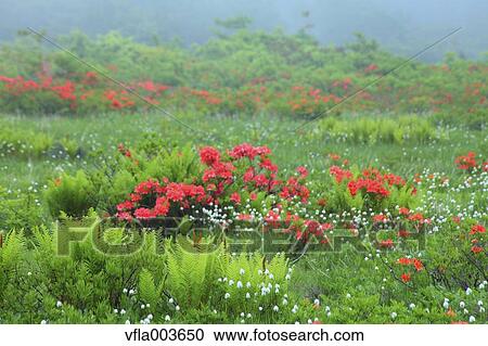 Rhododendron field View Large Photo Image Stock Image - Rhododendron field. Fotosearch