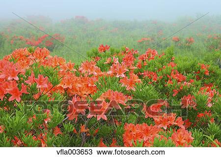 Rhododendron field View Large Photo Image Stock Image - Rhododendron field. Fotosearch