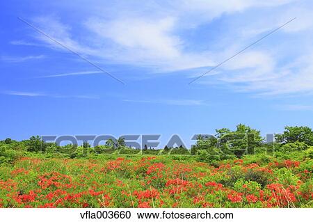 Rhododendron field View Large Photo Image Stock Image - Rhododendron field. Fotosearch