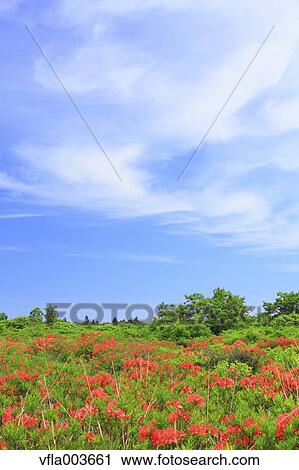 Stock Image - Rhododendron field. Fotosearch