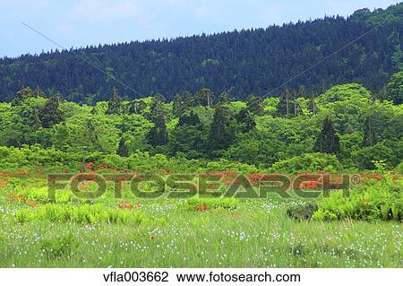 Rhododendron field View Large Photo Image Stock Image - Rhododendron field. Fotosearch