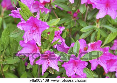 Rhododendron field View Large Photo Image Stock Photo - Rhododendron field. Fotosearch